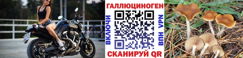 Галлюциногенные грибы Psilocybine cubensis  закладки  Чебоксары 